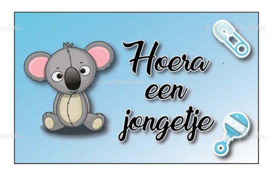 Koala 14